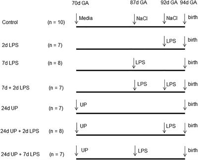 Effects of multiple pro-inflammatory stimuli in utero on the ileum of extremely premature ovine fetuses